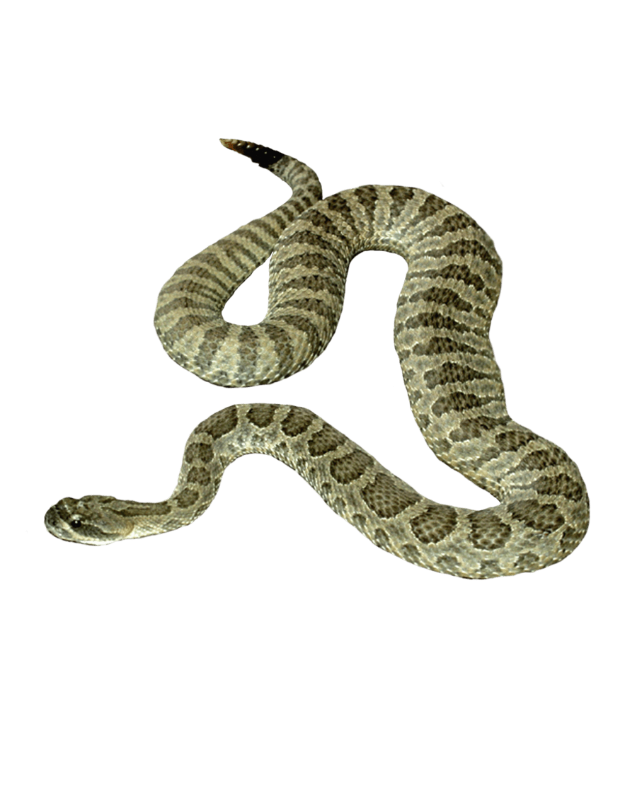 Snake image picture with background clipart 2