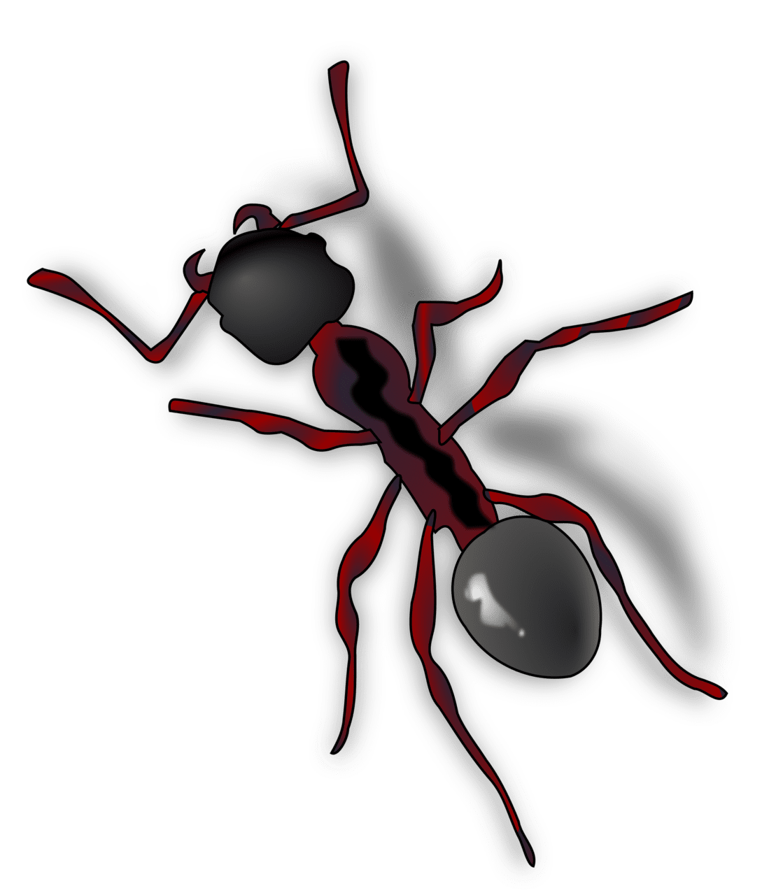 Ant image for clipart