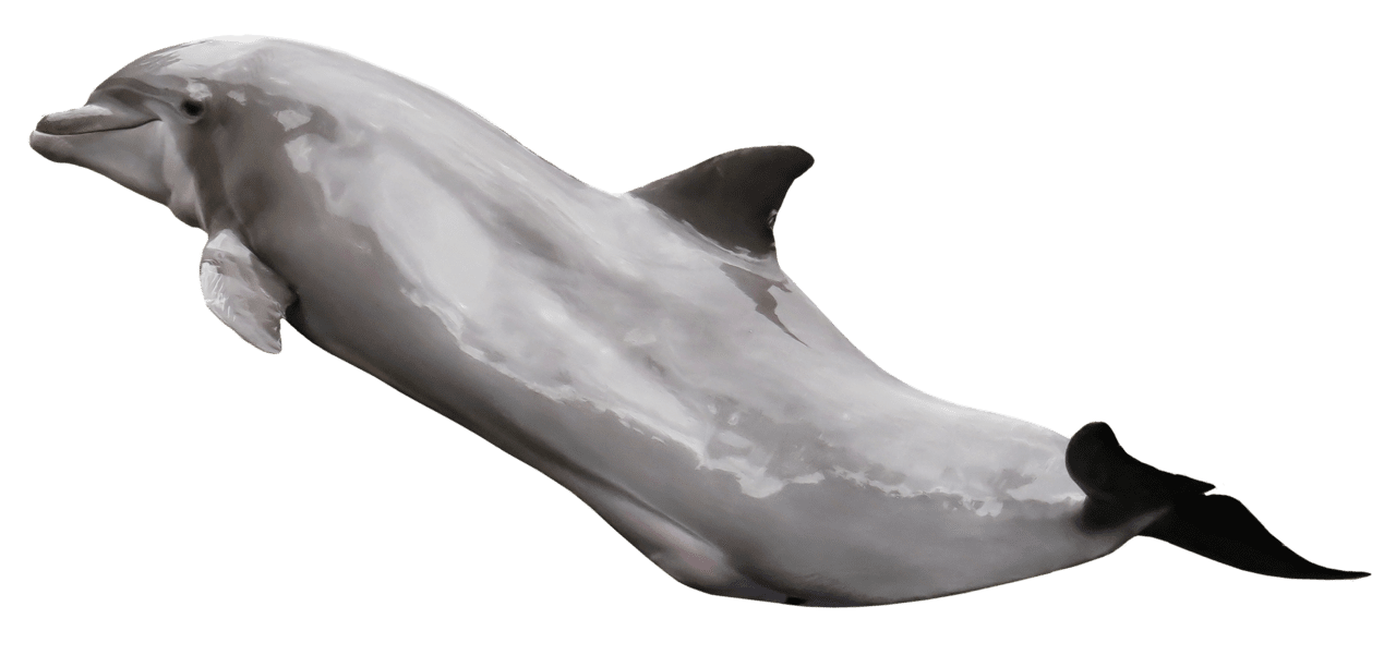 Dolphin dolph clipart transparent