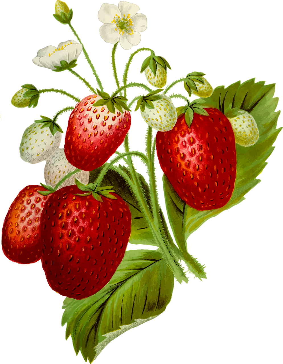 Strawberry food fruit leaf vector graphic clipart