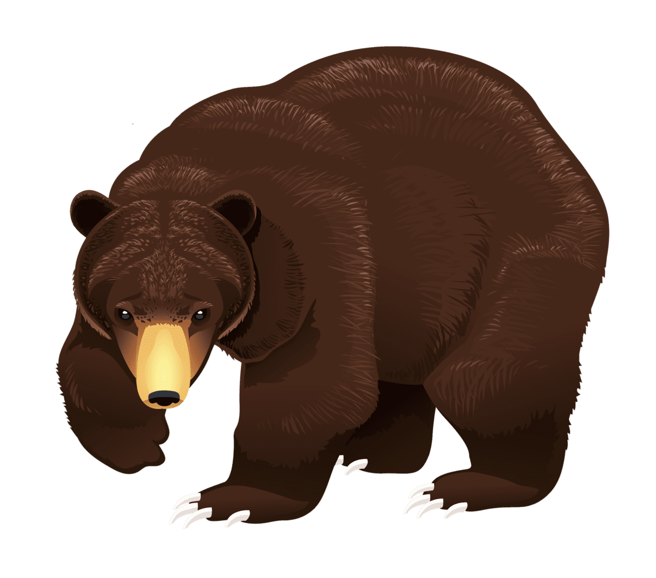 Bear clipart image