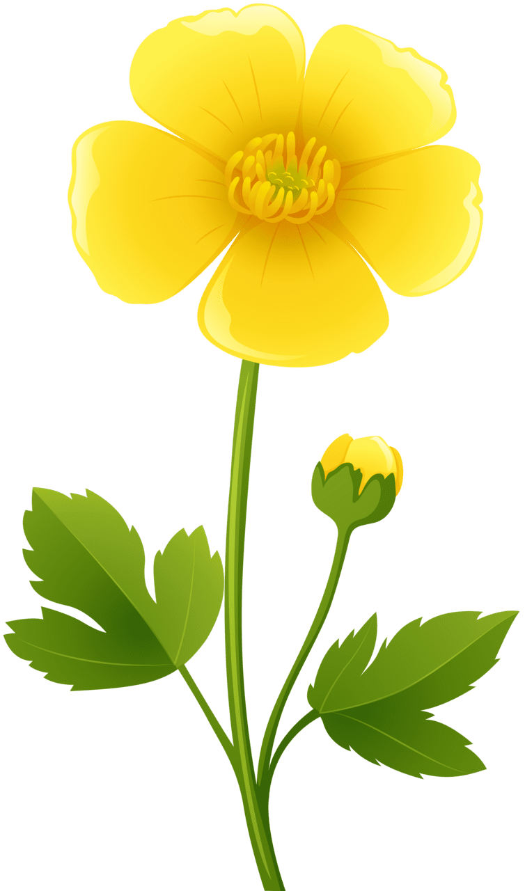 Sunflower yellow flower clipart image