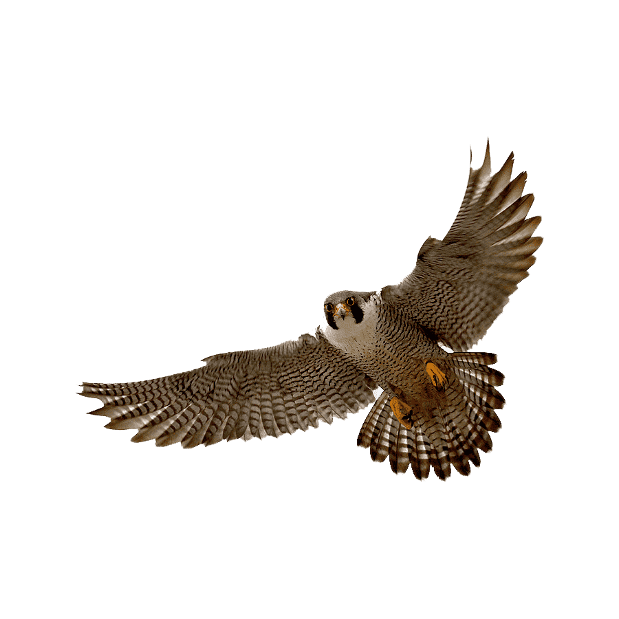 Eagle harris hawk images hd photo clipart