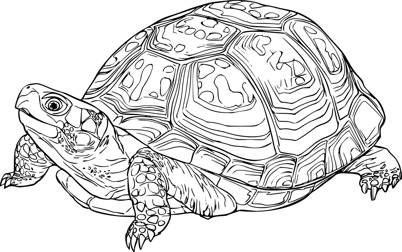 Turtle animal nature reptile vector graphic clipart