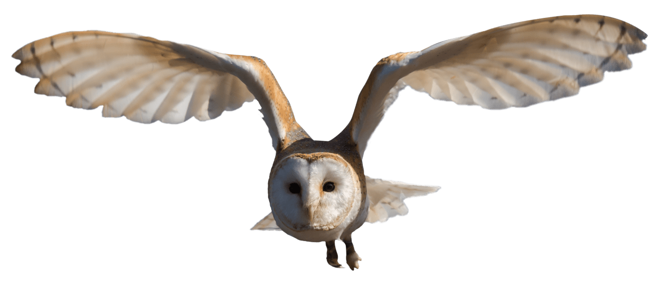 Barn owl clipart free