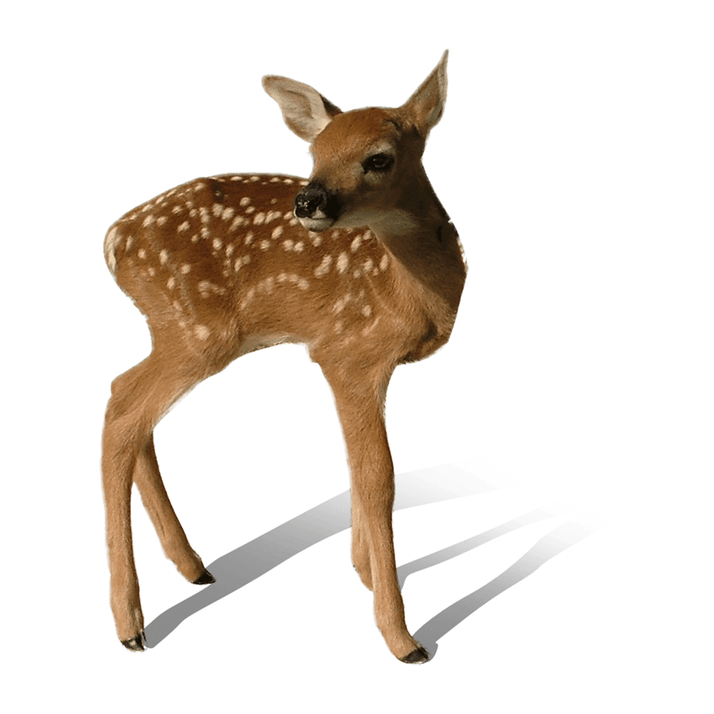 Deer images hd photo clipart