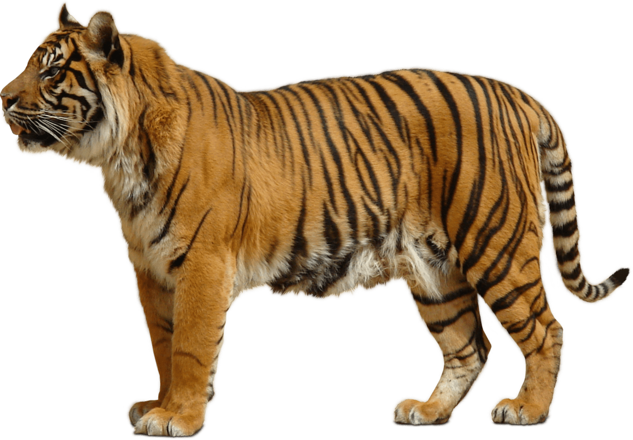 Tiger pin page clipart transparent 2