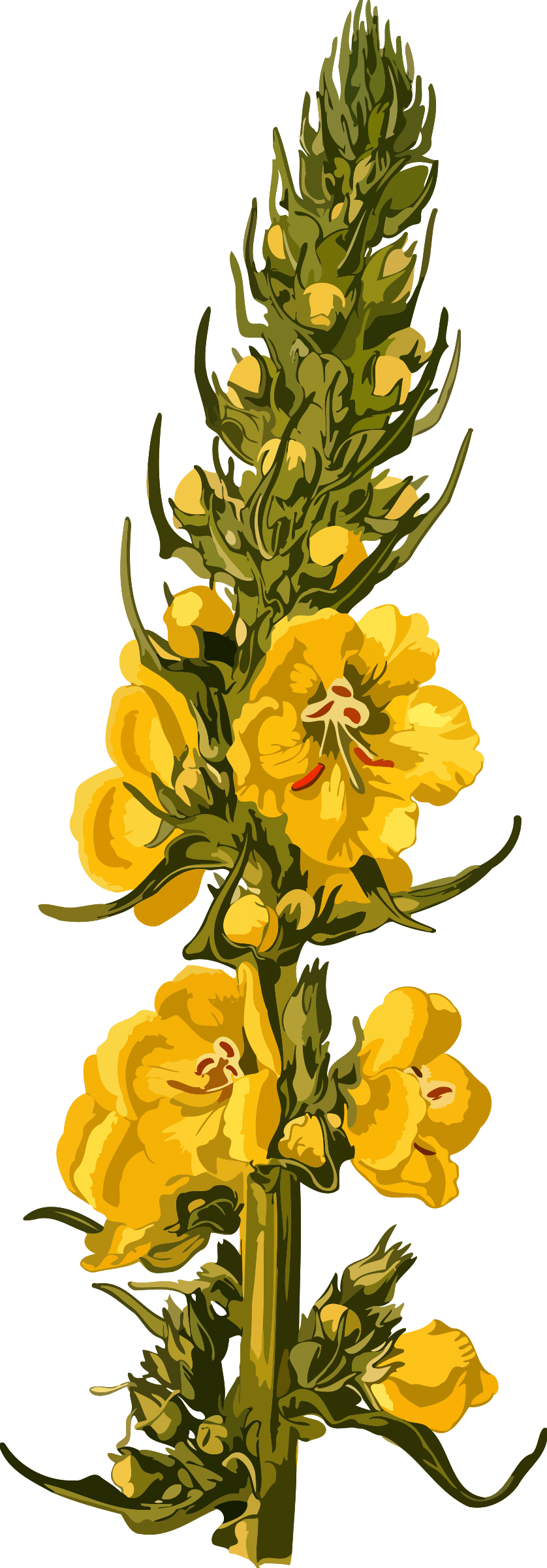 Sunflower orange mullein low resolution clipart picture