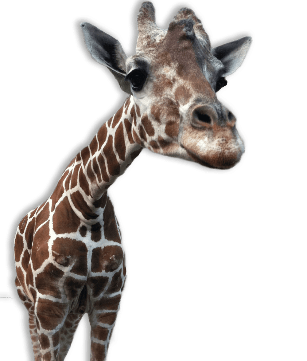 Giraffe close up stic clipart photo