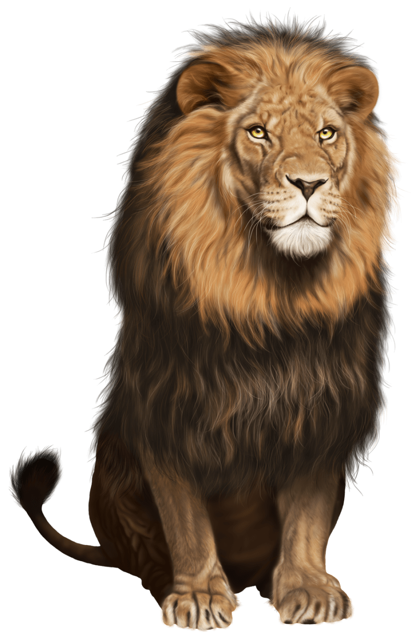 Lion clipart image