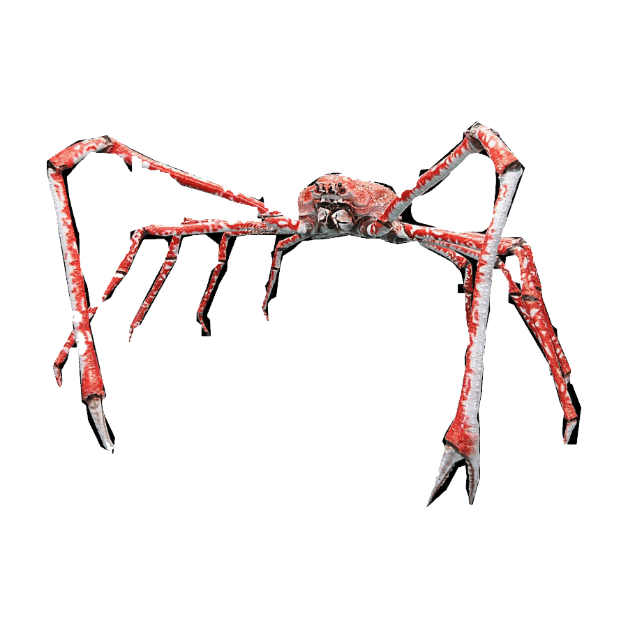 Crab spider images hd photo clipart