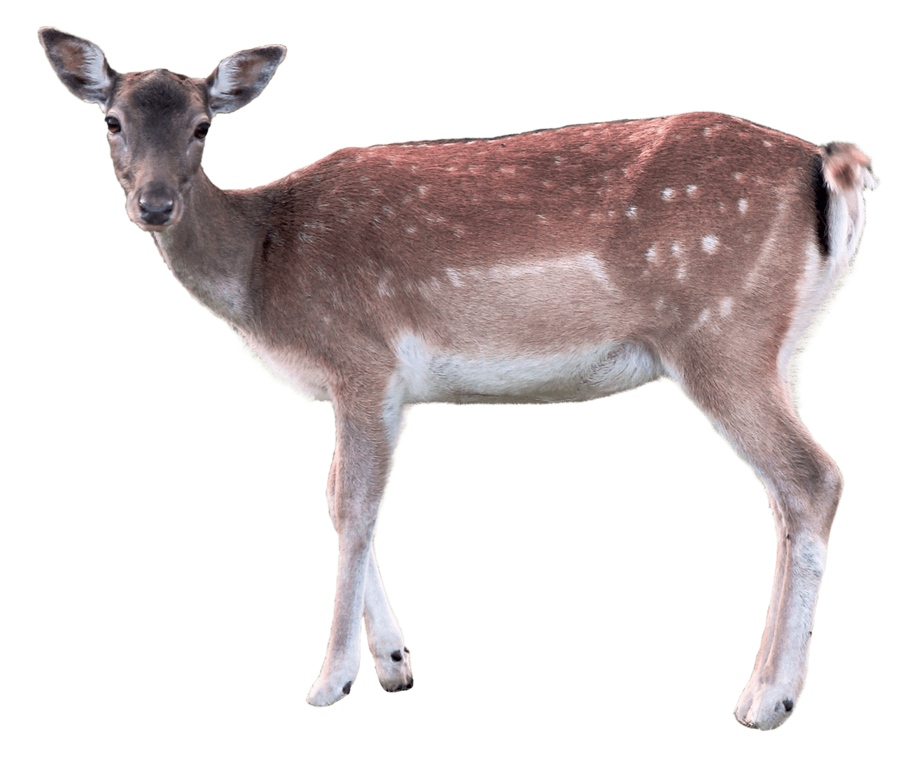 Deer clipart photo