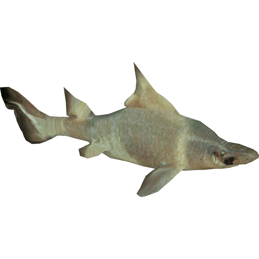 Horn shark images hd photo clipart 4