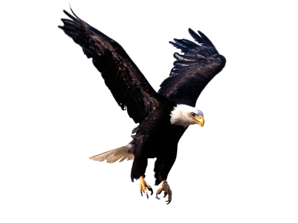 Eagle image picture img clipart