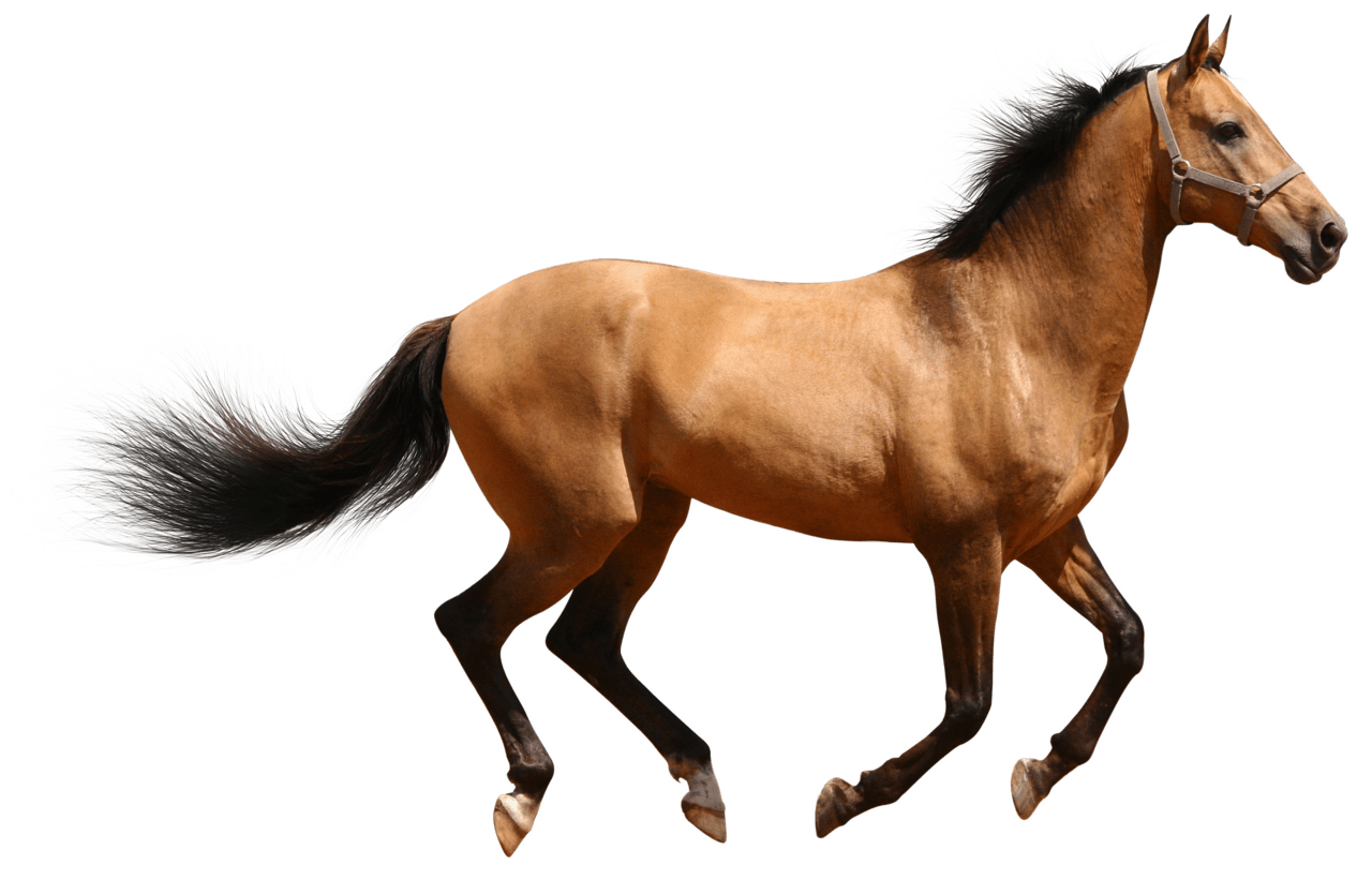 Horse pin page clipart background 3