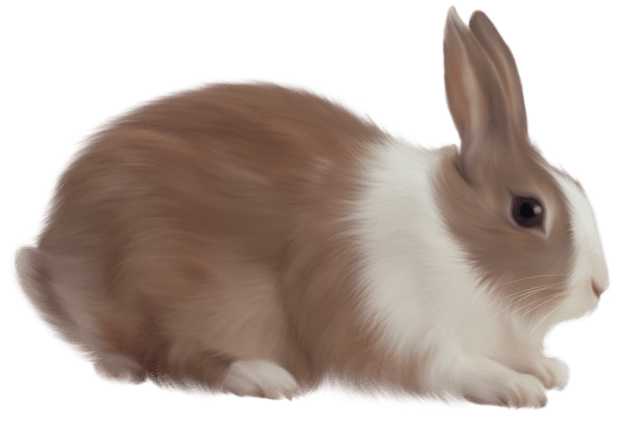 Bunny brown rabbit clipart pictures cute animal videos beautiful