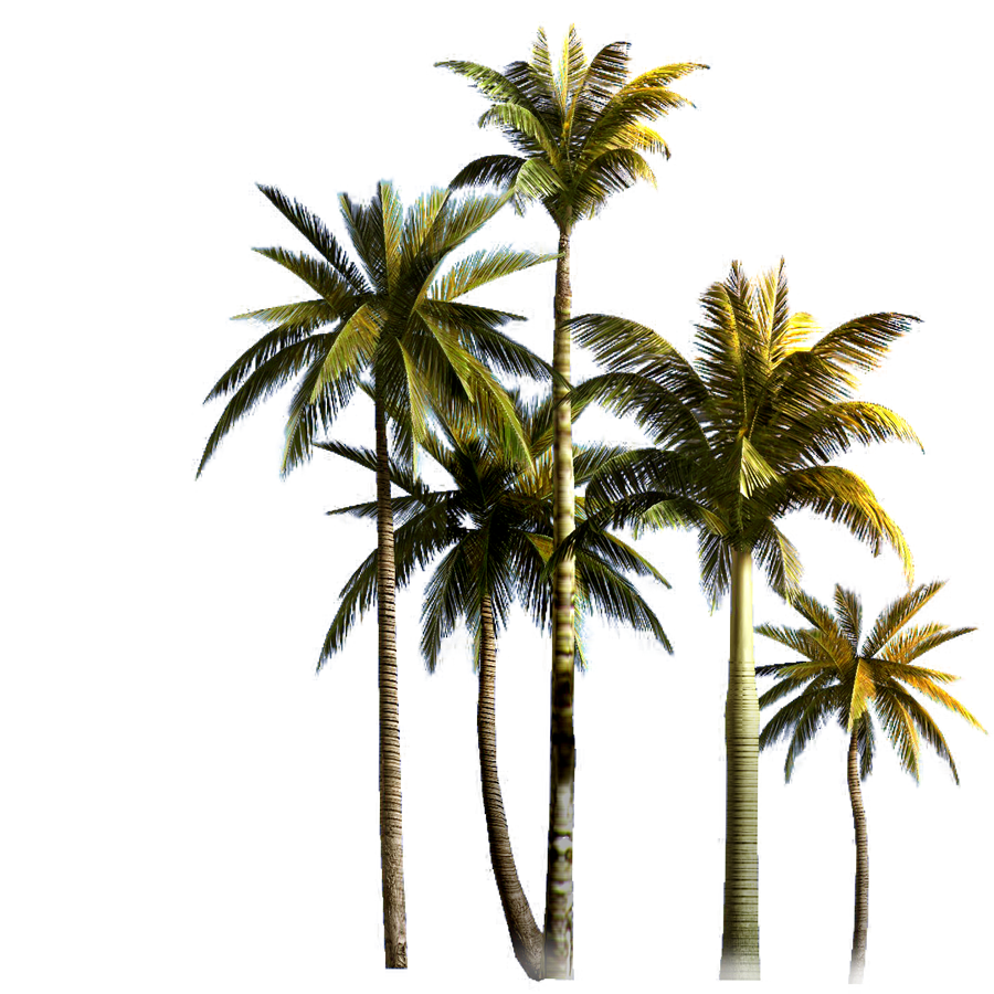 Pin by ana gabriela cuervo trees palm tree photoshop images clipart