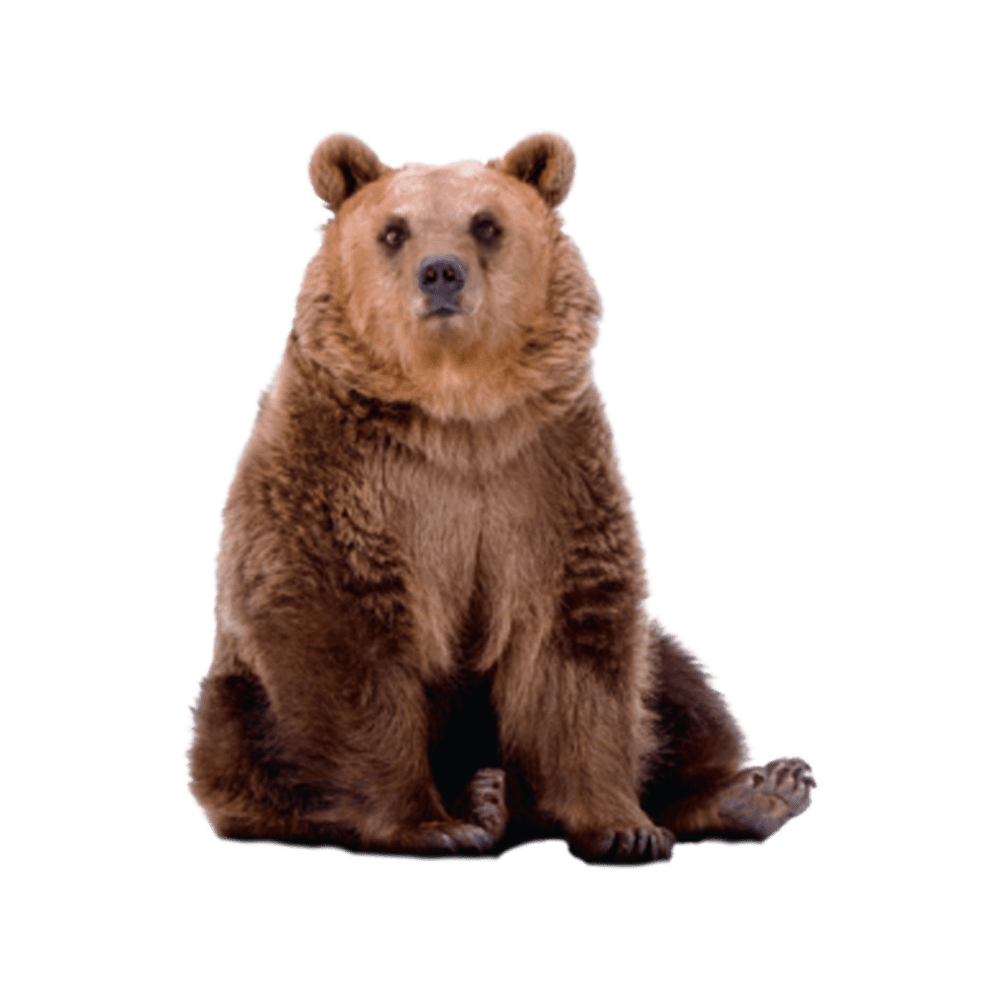 Bear images hd photo clipart