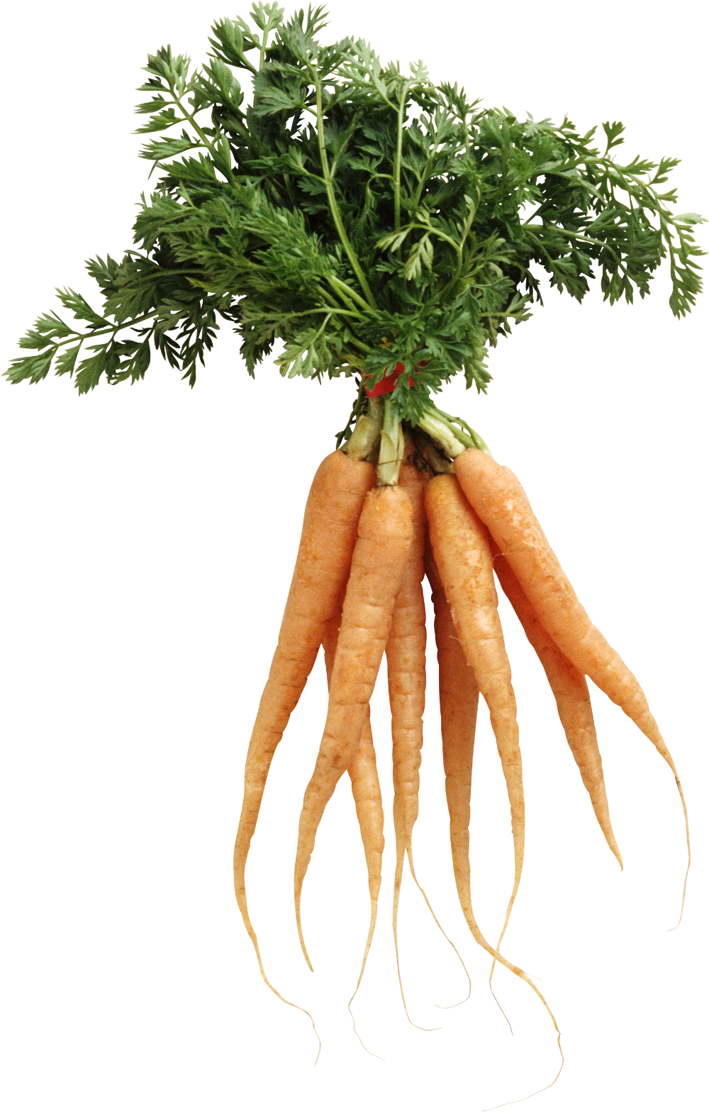 Carrot image with background clipart