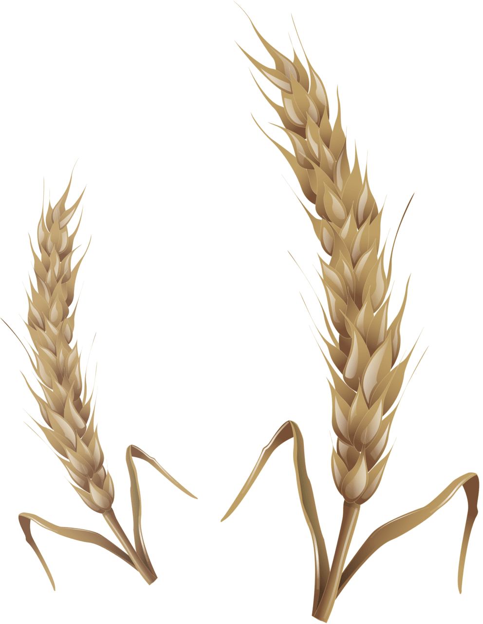 Ear wheat clipart clip art