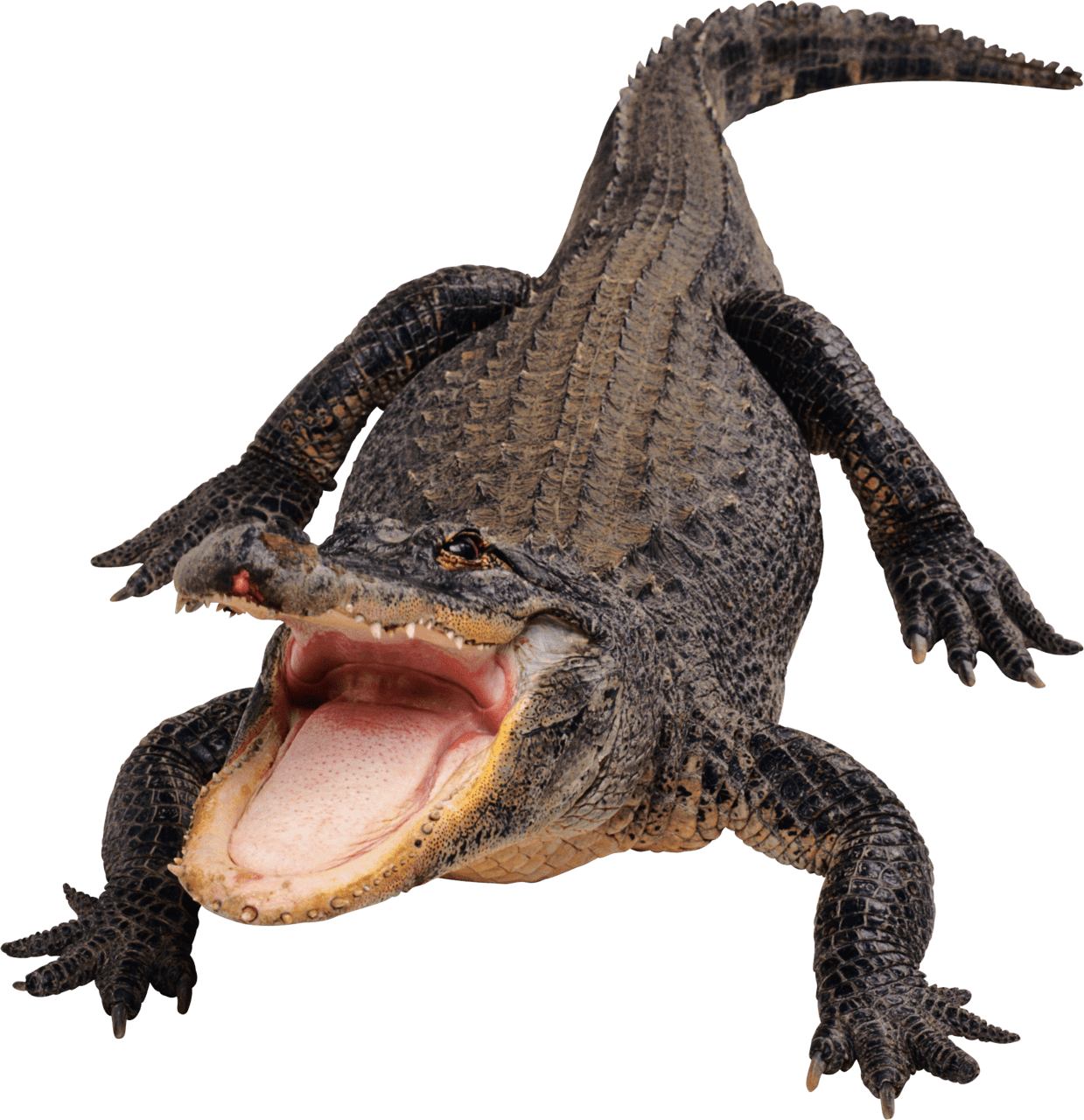 Alligator black crocodile clipart logo