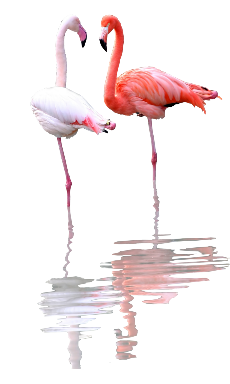 Flamingo birds photo overlay clipart