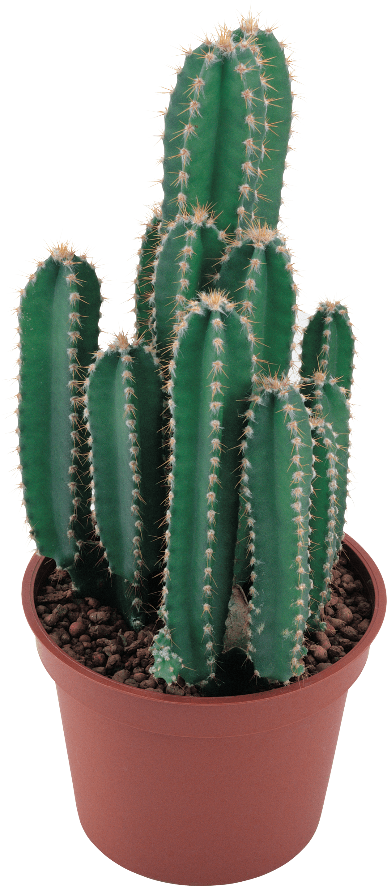 Cactus image with background clipart