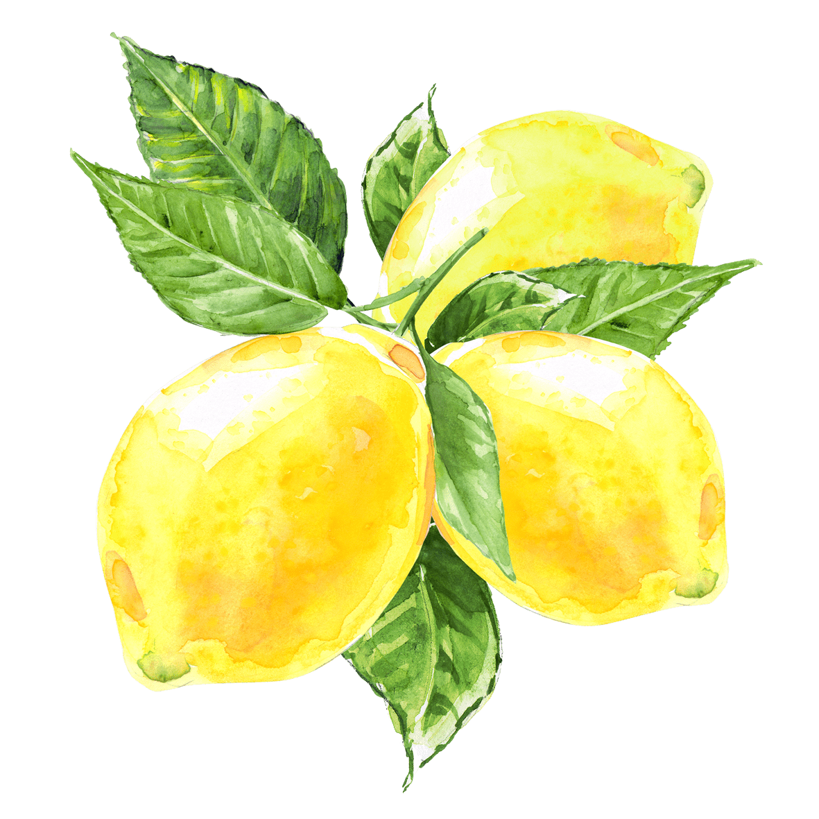 Lemon pin page clipart free