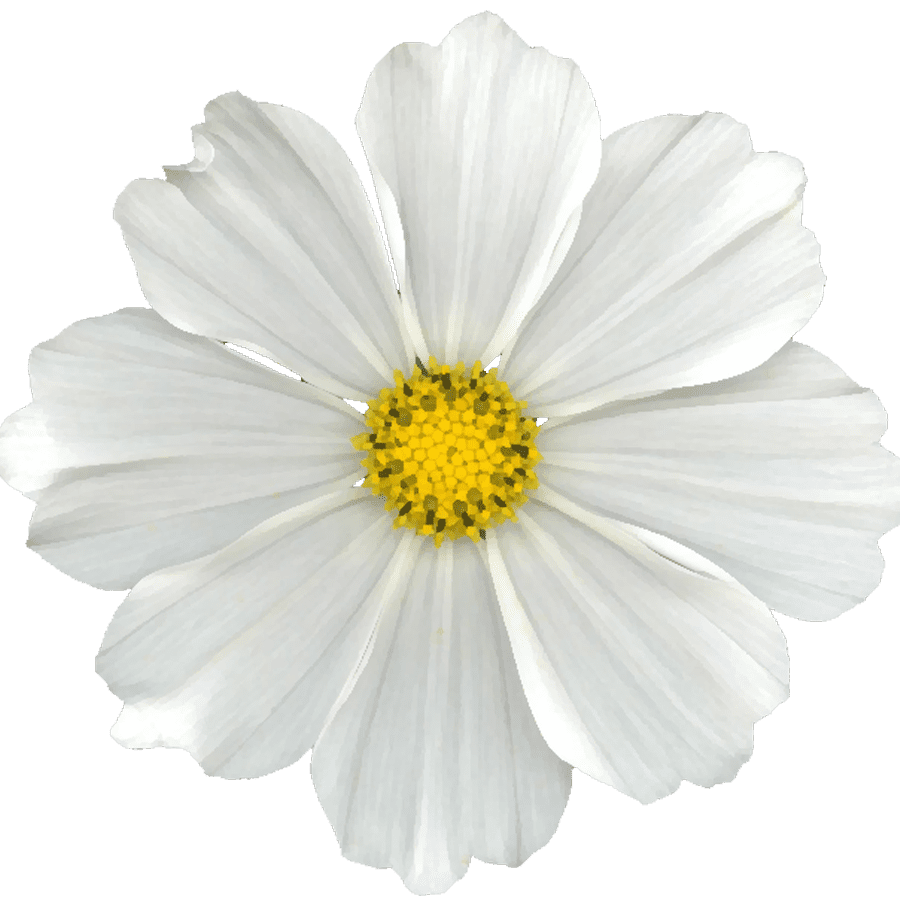 Daisy white digi scrapbook flower clipart transparent