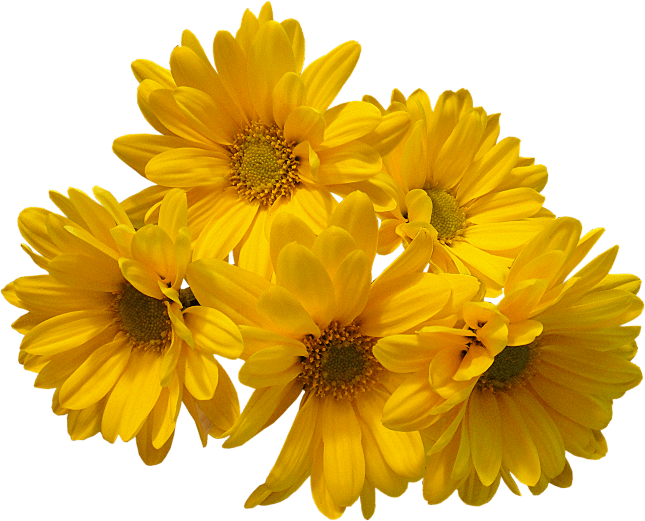 Daisy pin page clipart image