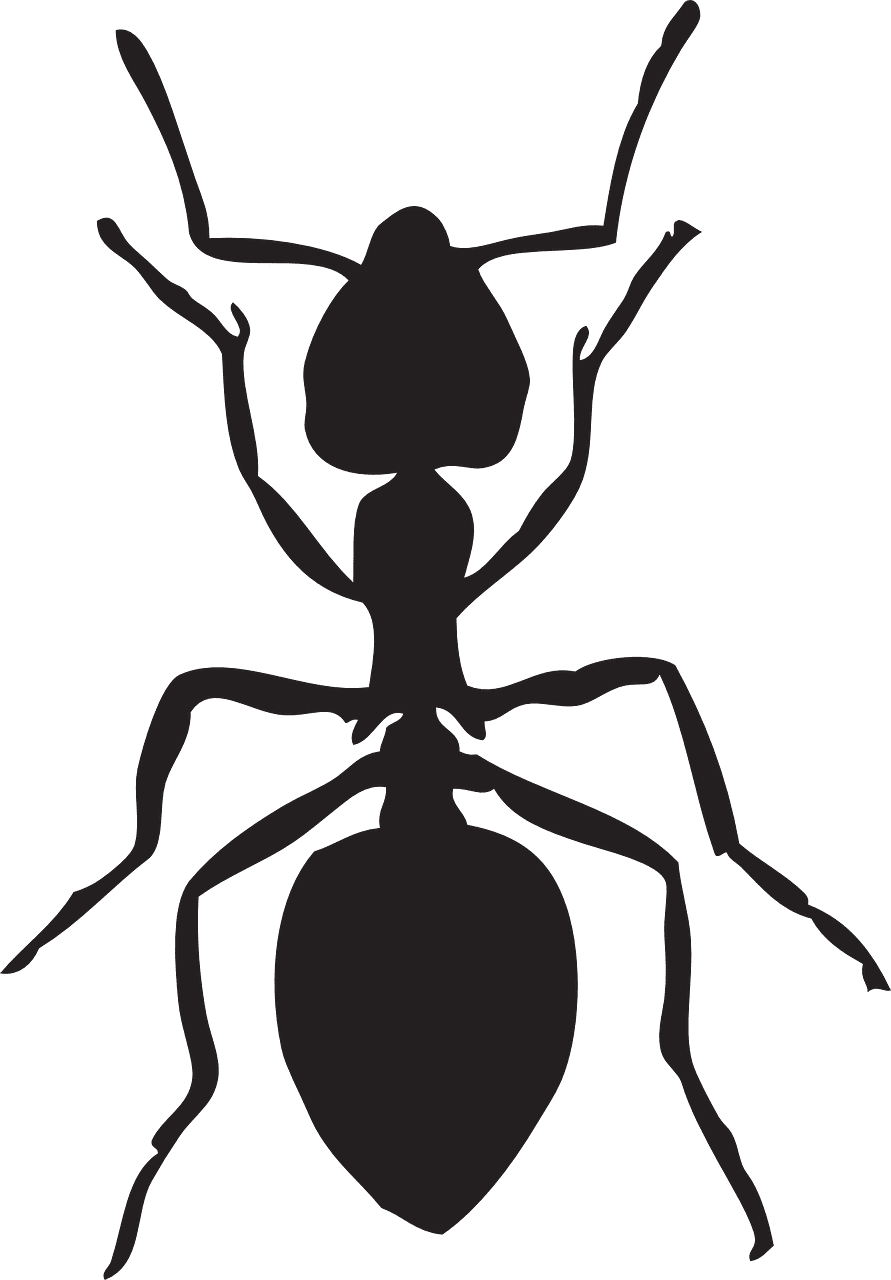 Ant insect animal vector graphic clipart