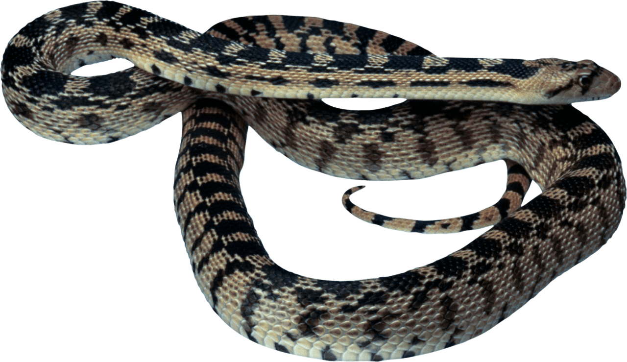 Snake image clipart