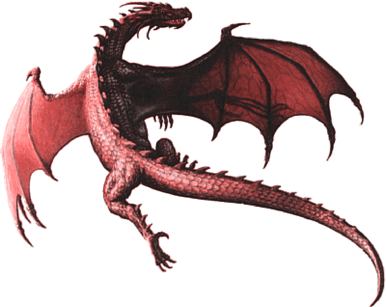Dragon images all clipart