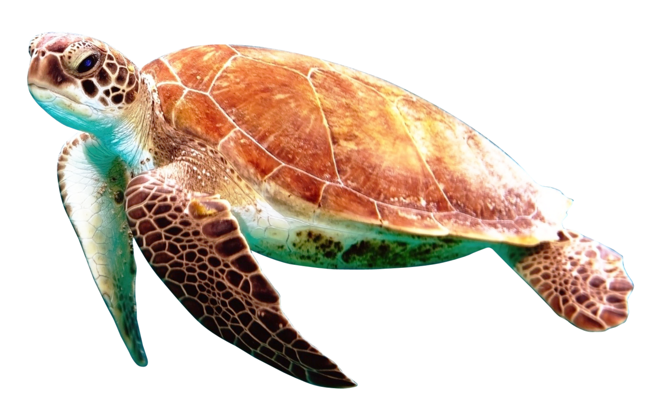 Turtle clipart background