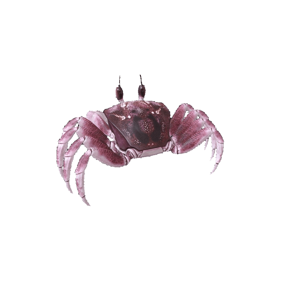 Ghost crab images hd photo clipart