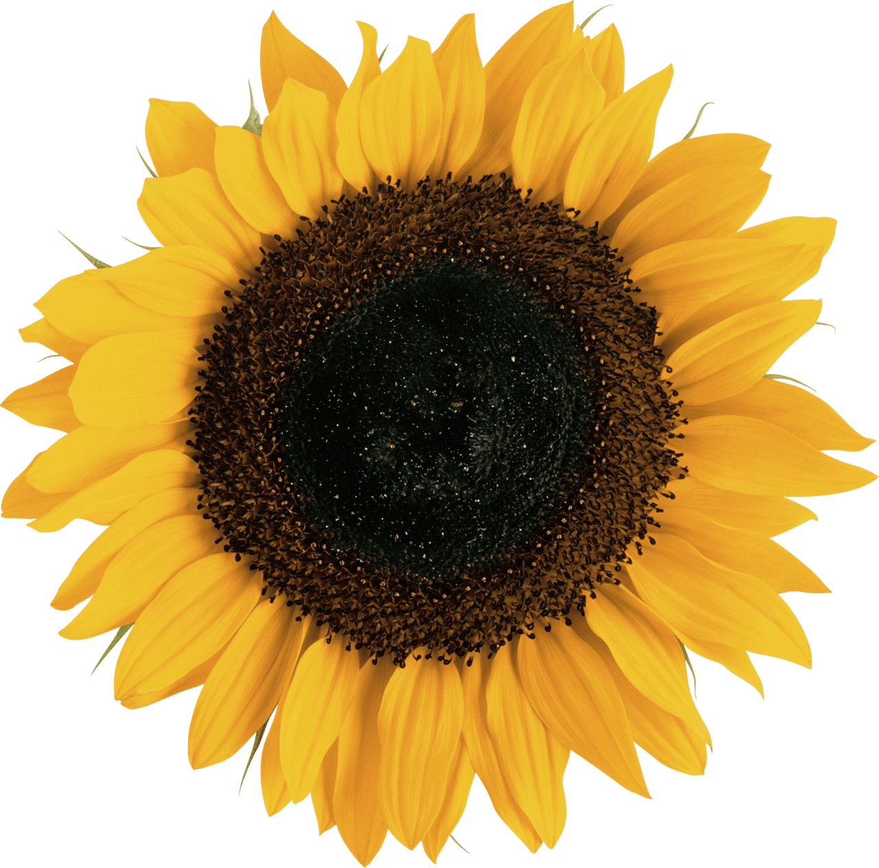 Sunflower image with background clipart