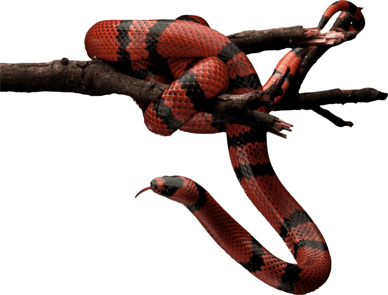 Red and black snake tree clipart picture