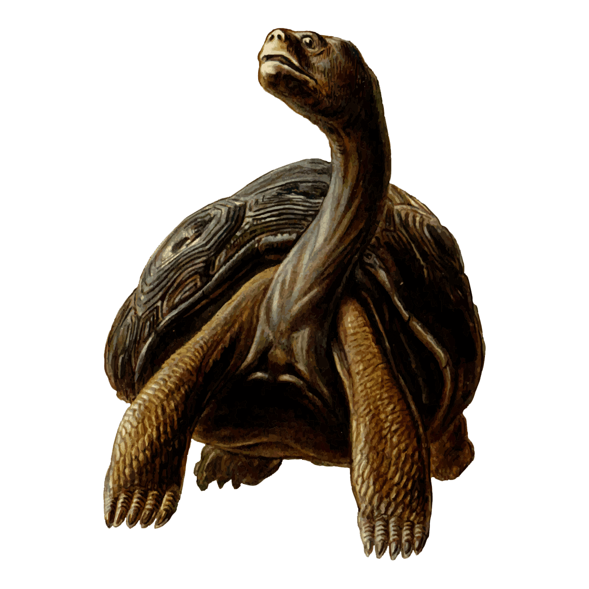 Turtle desert tortoise images hd photo clipart