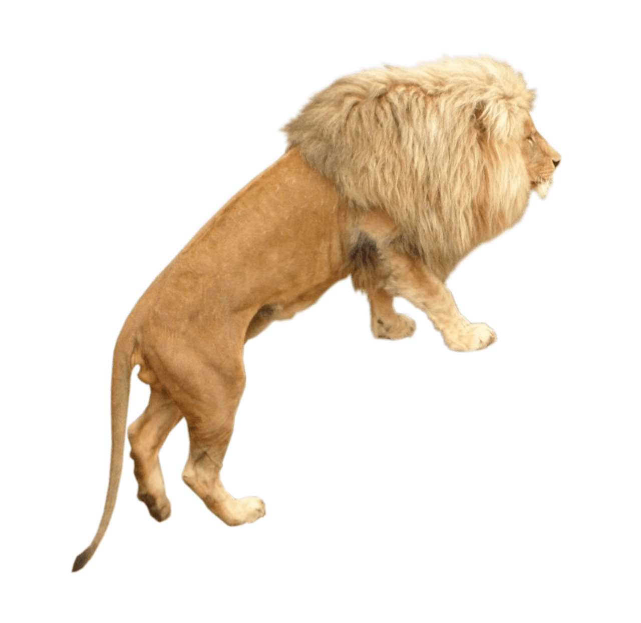 Lion animal clipart image