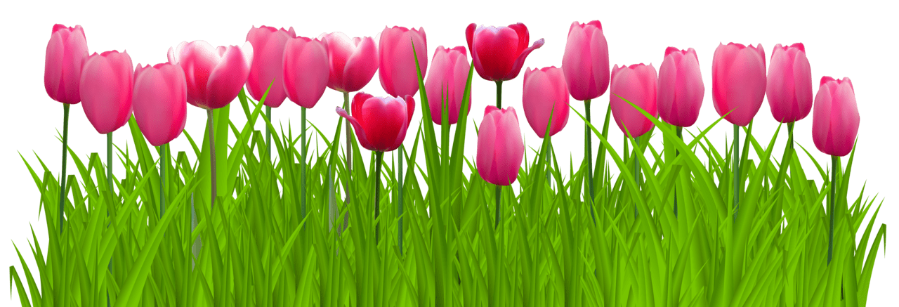 Grass with pink tulips clipart image