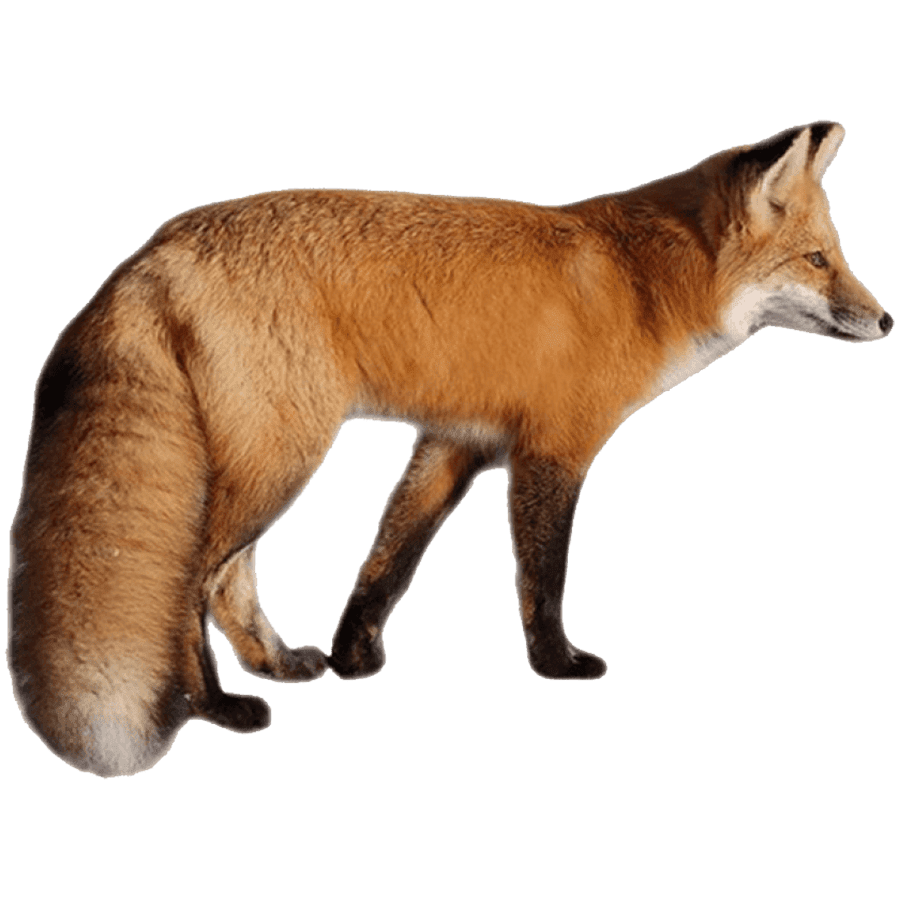 Fox dhole images hd photo clipart