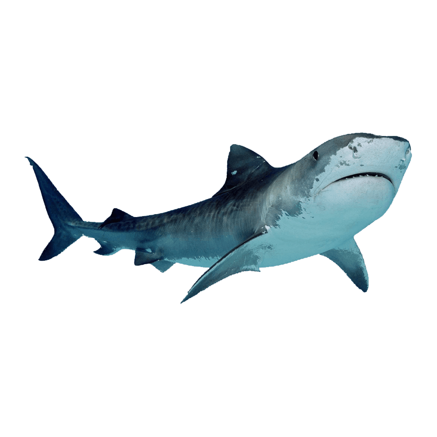 Blue shark images hd photo clipart 2