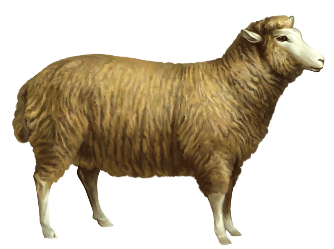 Animal sheep clipart picture