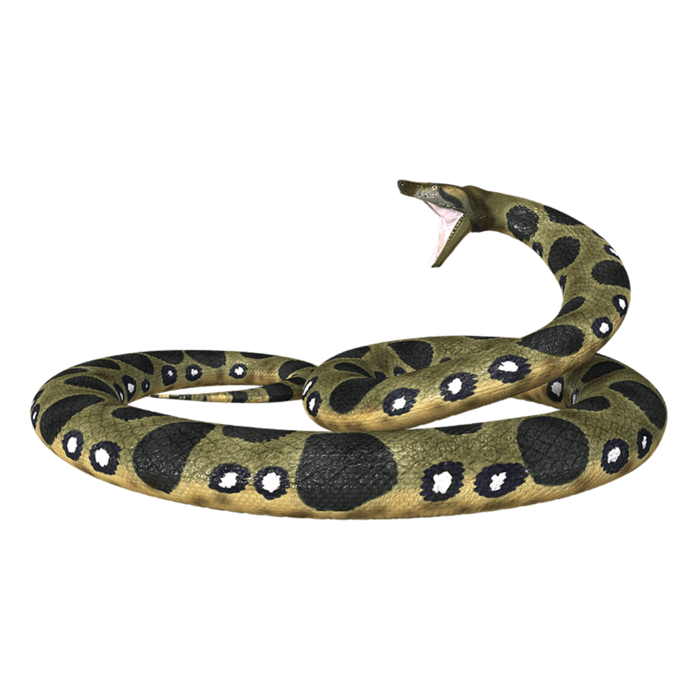 Snake anaconda images hd photo clipart