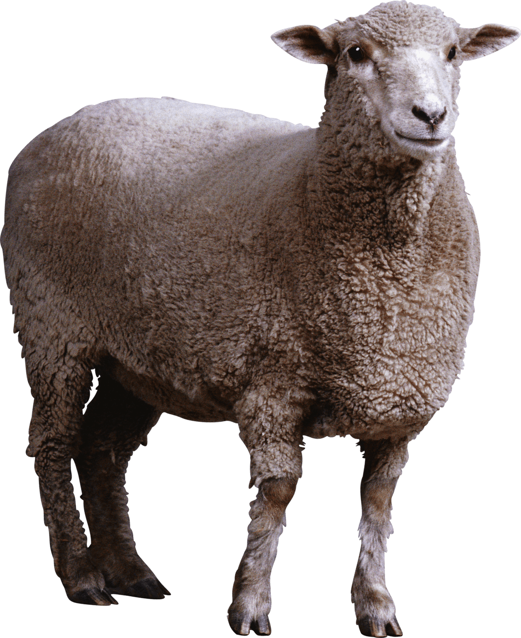 Sheep image with background clipart