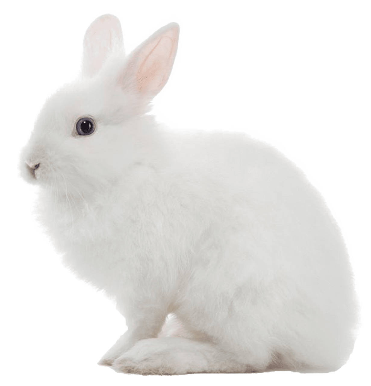 Easter bunny white rabbit clipart vector