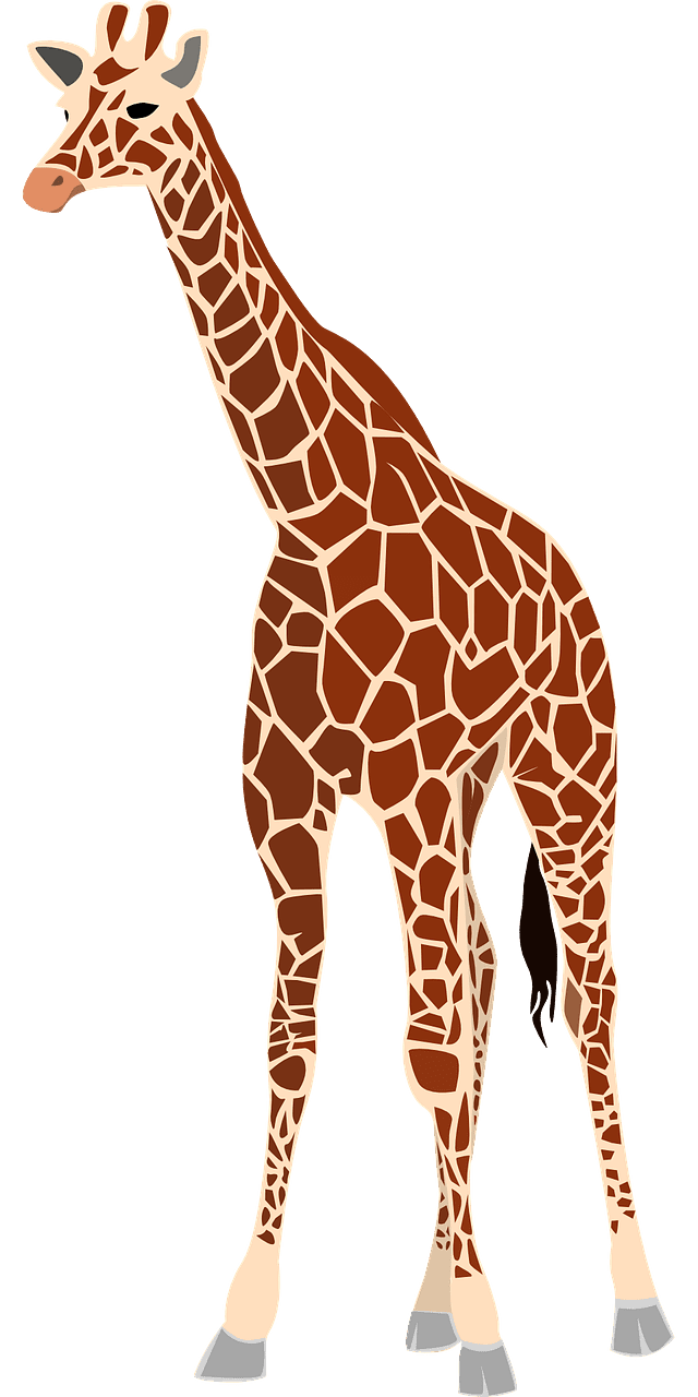 Giraffe tall long neck vector graphic clipart