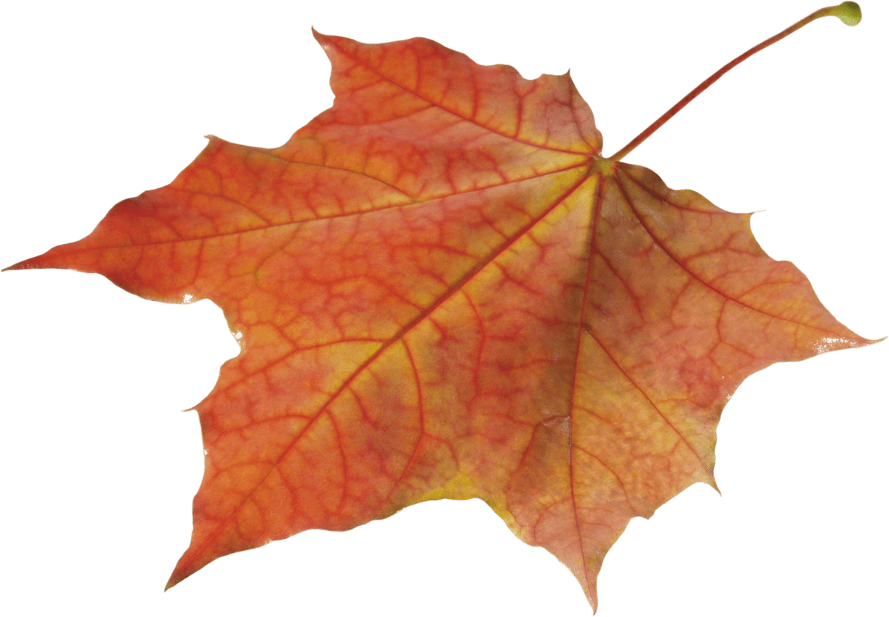 Autumn leaf clipart background