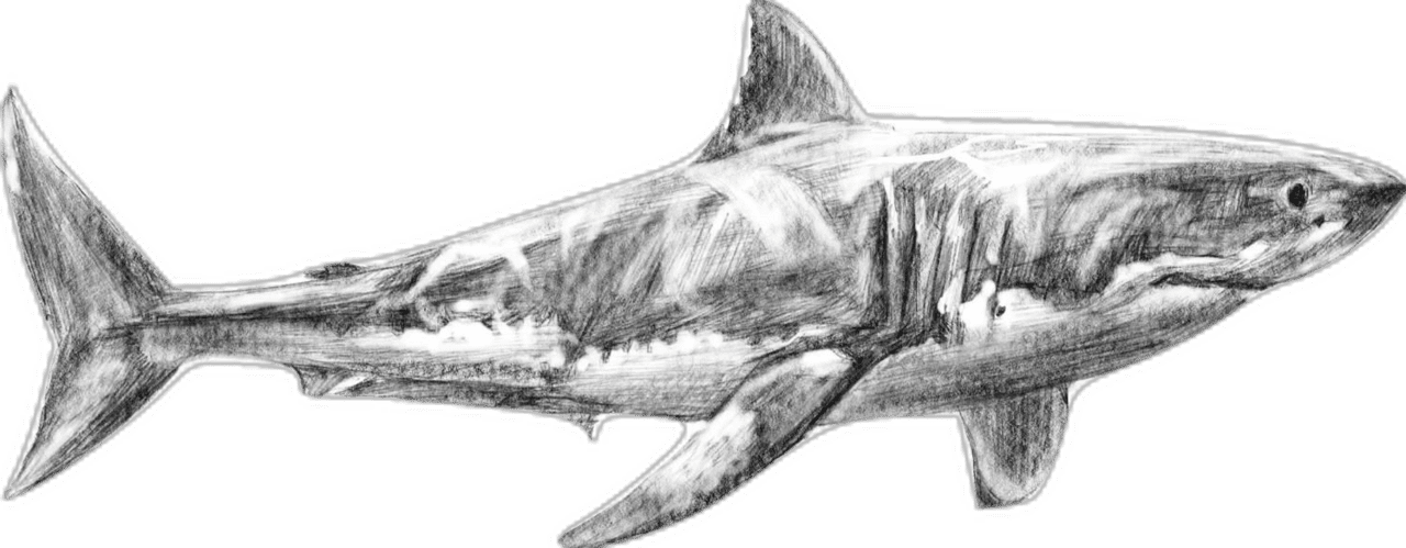 Shark drawing animal artwork art studio education tutorial tattoo digital pencil video drawings clipart picture