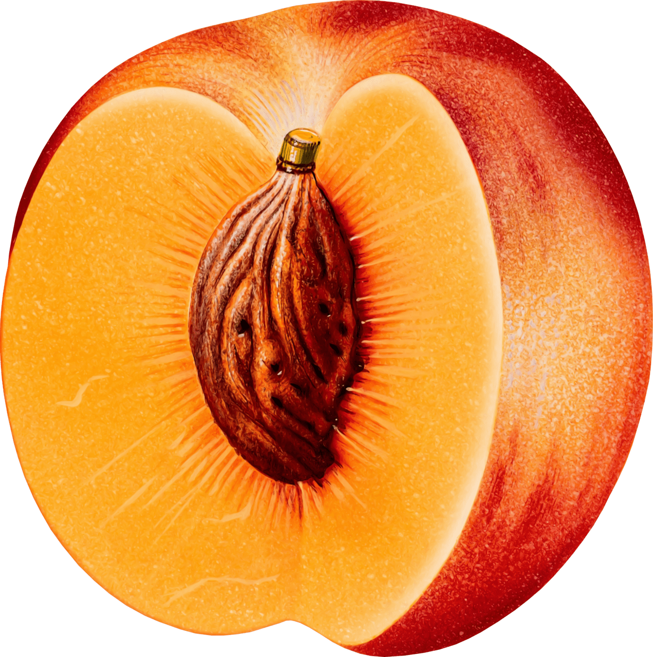 Fruit peach clipart logo